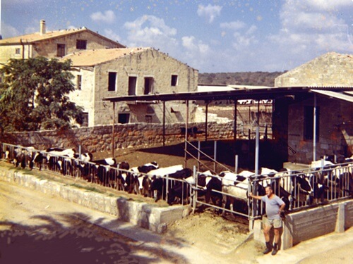 שביל פרות החלב